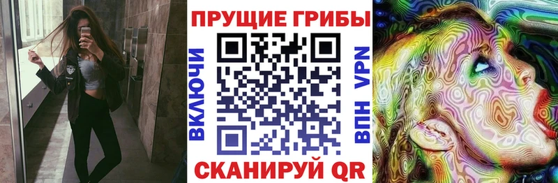 kraken как зайти  Нестеровская  Галлюциногенные грибы мицелий 